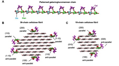 New insight into the structure of building blocks of plant biomass.