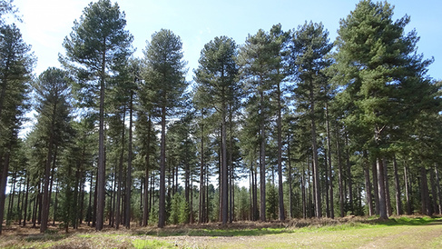 A strategy to improve the processing of softwood to sustainable biomaterials and biofuels