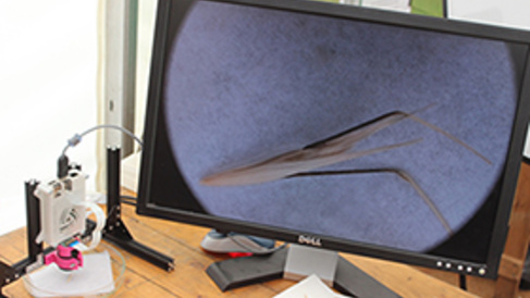 The Festival of Plants 2016