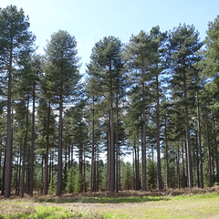 A strategy to improve the processing of softwood to sustainable biomaterials and biofuels