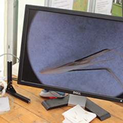 The Festival of Plants 2016