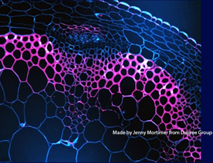 Stem Anatomy in Dicot 