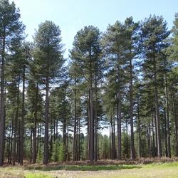 A strategy to improve the processing of softwood to sustainable biomaterials and biofuels