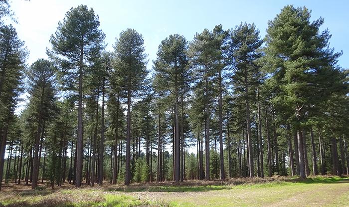 Conifers A strategy to improve the processing of softwood to sustainable biomaterials and biofuels