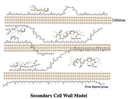 Secondary Cell Wall- for Research Theme